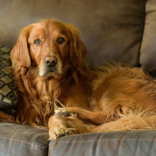 dogs1_0708