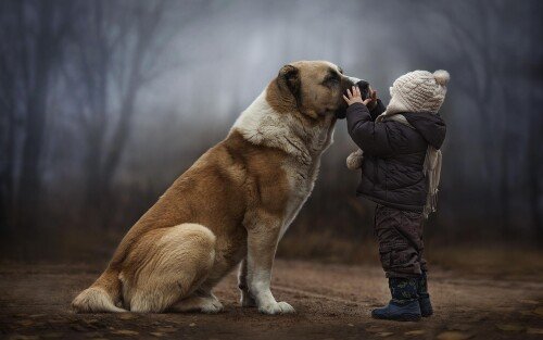 dogs1 0712