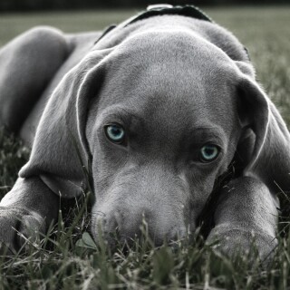 dogs1_0724