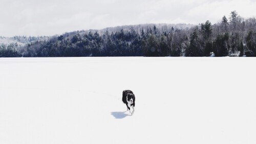 dogs1 0725