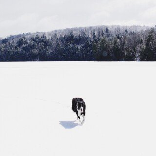 dogs1_0725