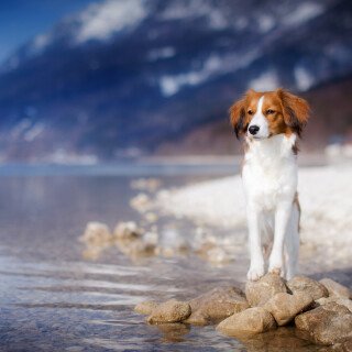 dogs1_0747