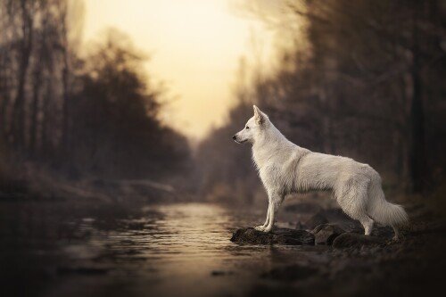 dogs1 0751
