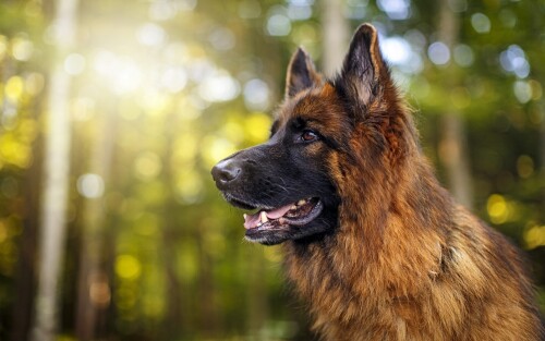 dogs1 0757