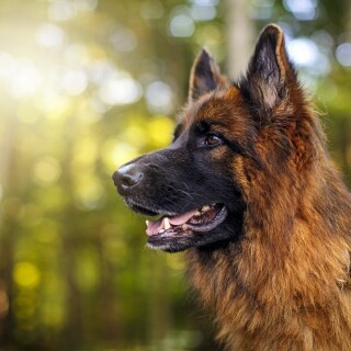 dogs1_0757