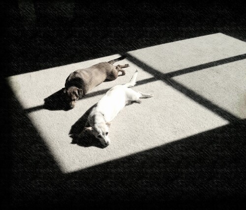 dogs1 0762