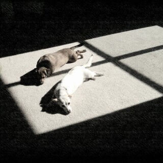 dogs1_0762