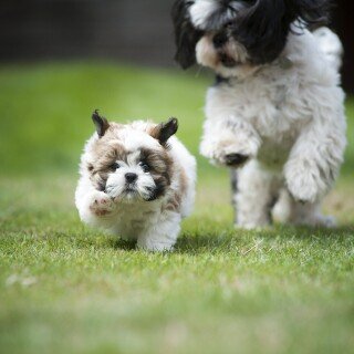dogs1_0773