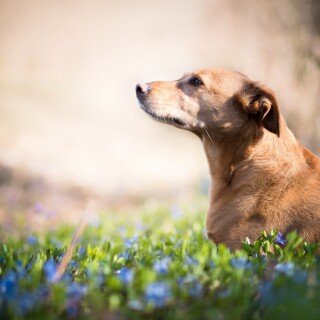 dogs1_0777
