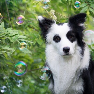 dogs1_0781
