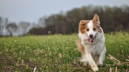 dogs1 0791