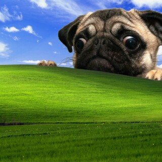 dogs1_0793
