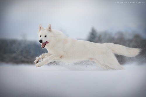dogs1 0800