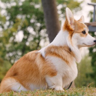 dogs1_0813