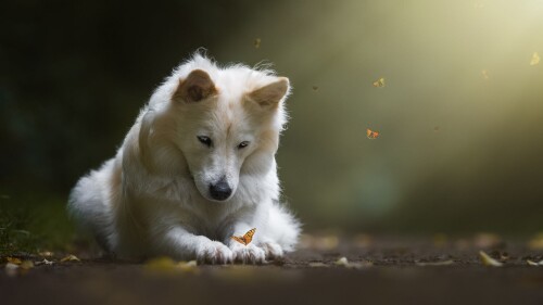 dogs1 0821