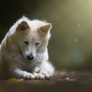 dogs1_0821