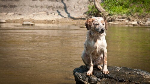 dogs1 0833