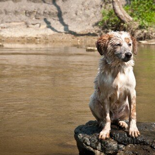 dogs1_0833