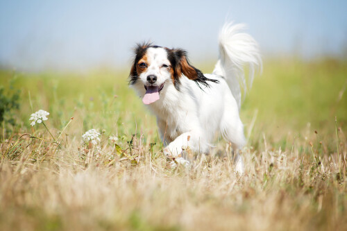 dogs1 0836