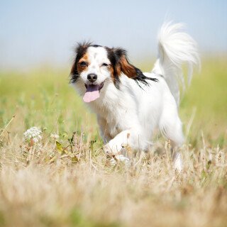 dogs1_0836