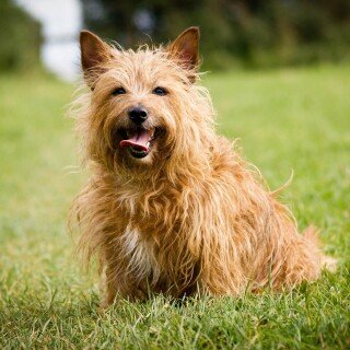 dogs1_0843