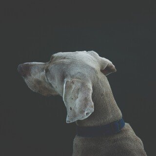 dogs1_0847