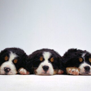 dogs1_0851