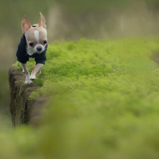 dogs1_0852