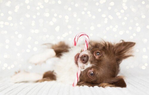 dogs1 0859