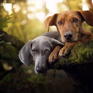 dogs1_0866