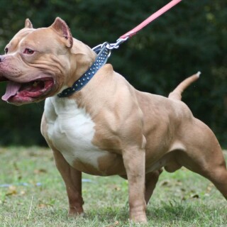 dogs1_0870