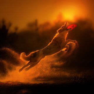 dogs1_0889