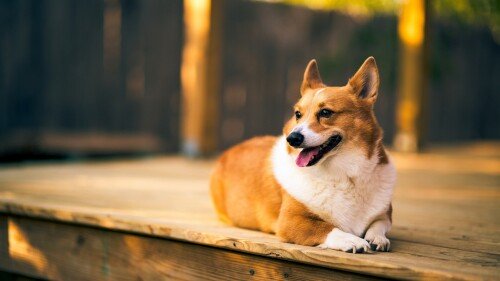 dogs1 0897