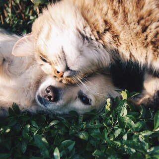 dogs1_0899