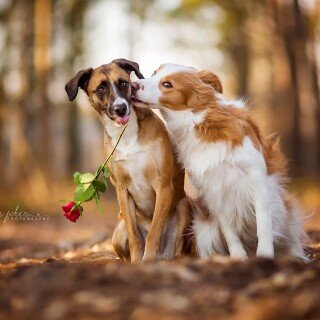dogs1_0900