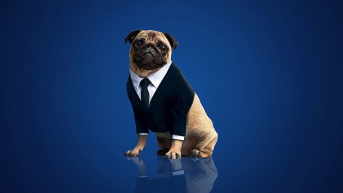 dogs1 0902