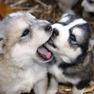 dogs1_0904