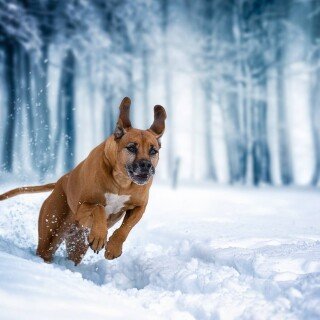 dogs1_0923