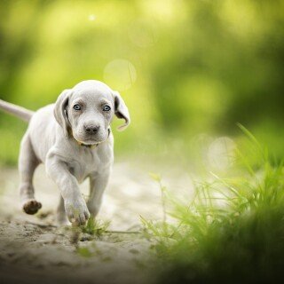 dogs1_0936