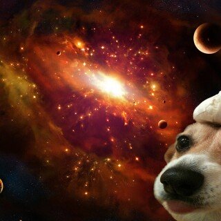 dogs1_0939