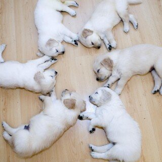 dogs1_0941