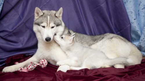 dogs1 0955