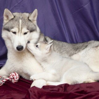 dogs1_0955