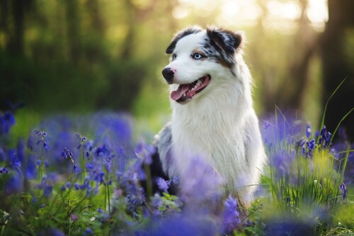 dogs1 0958