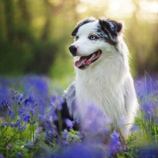 dogs1_0958
