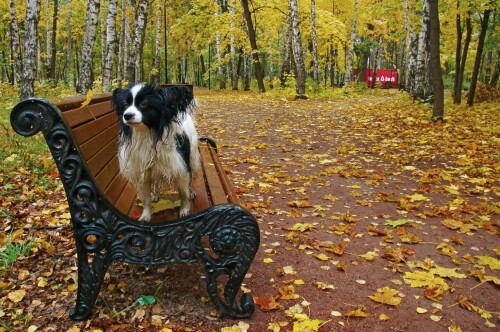 dogs1 0960
