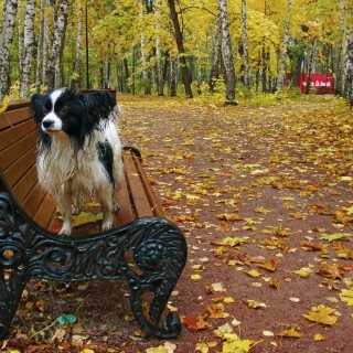 dogs1_0960
