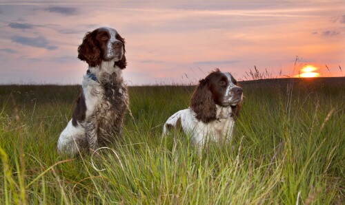 dogs1 0964
