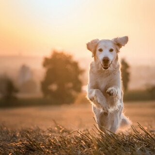 dogs1_0966