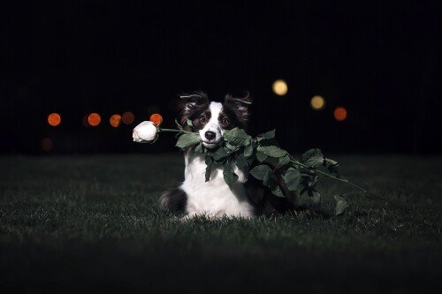 dogs1 0969